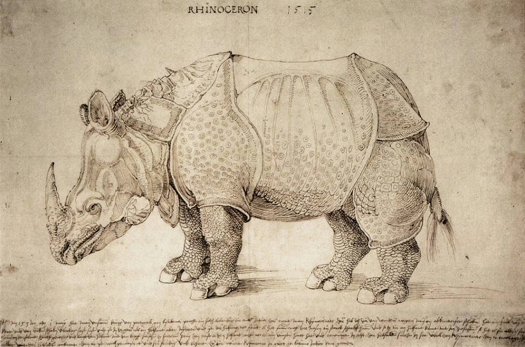Rhinoceros g